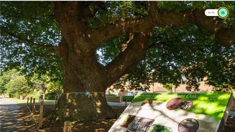 The tree with the panel.