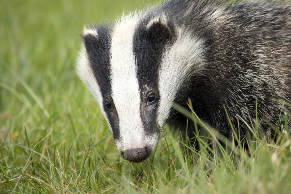 Enforcing the badger cull costs more than half a million pounds a year