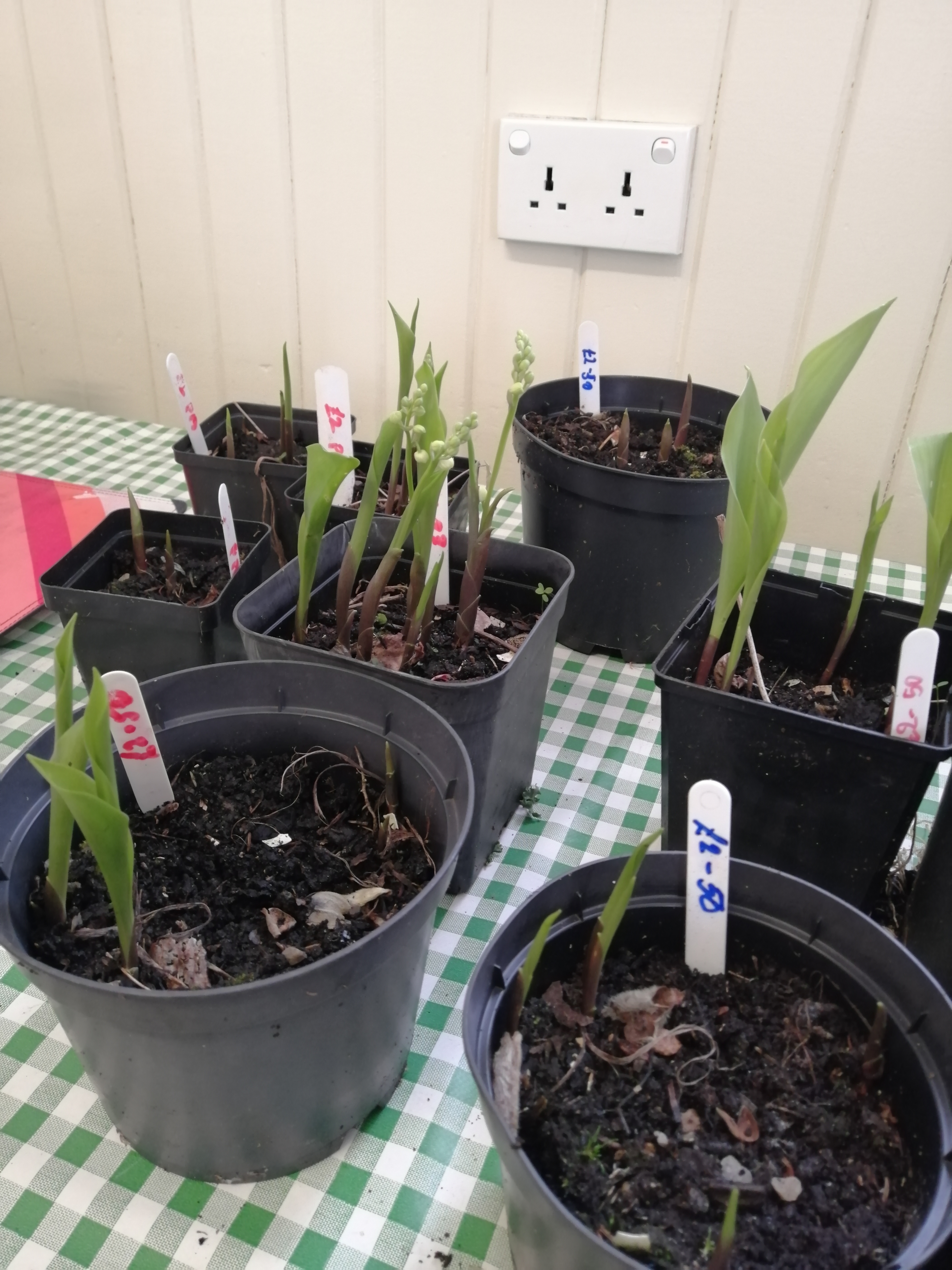 Lily of the Valley plants 