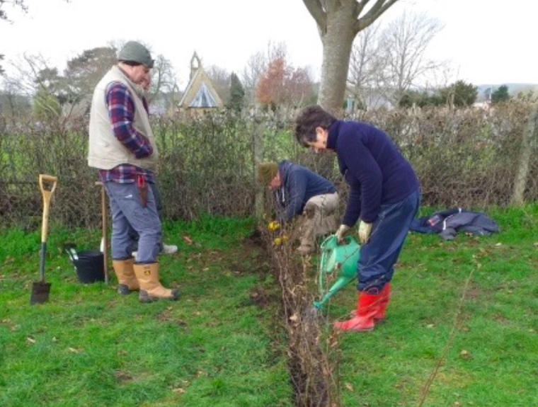 Planting of the trees and new screening