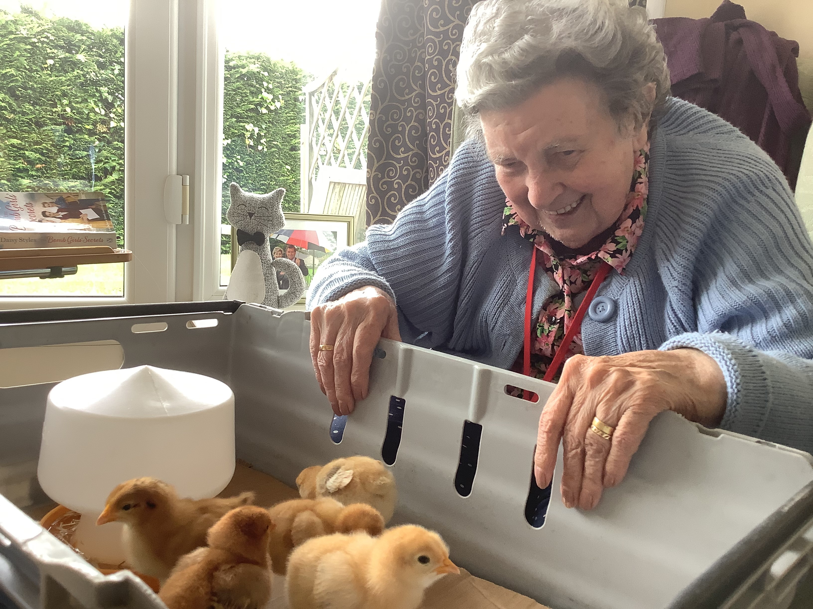 Resident Edna with the chicks (Doveleigh Care)