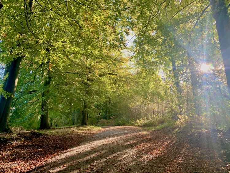 The beech avenues