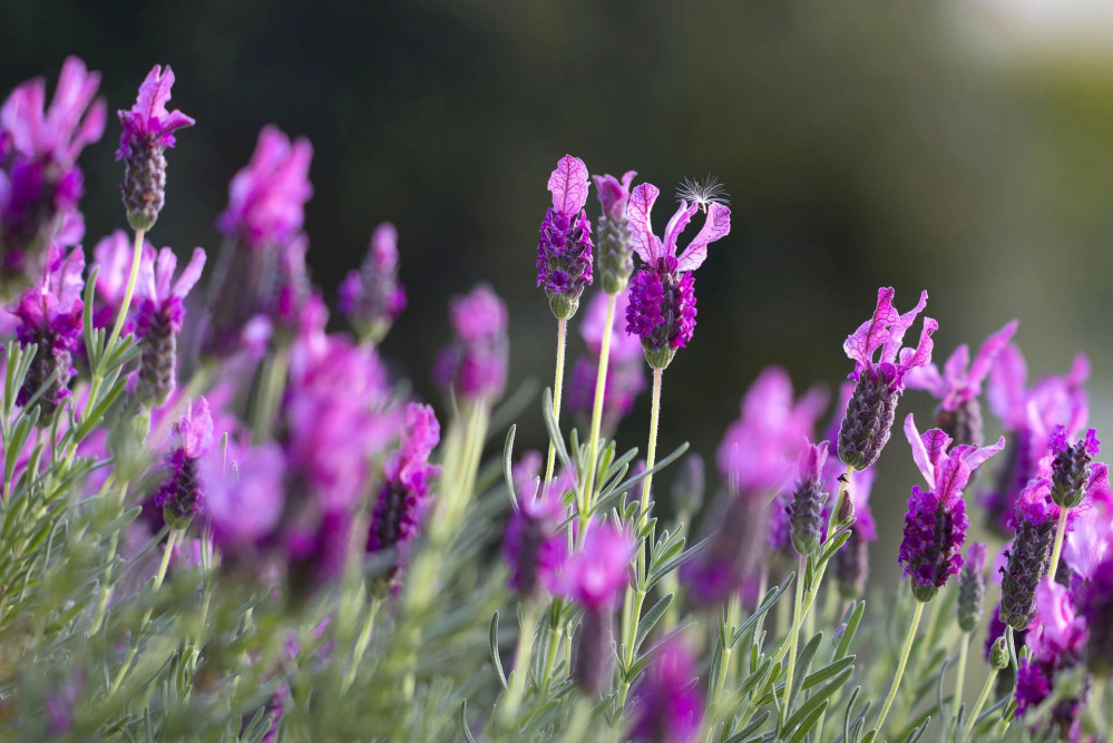 Southleigh Open Gardens 