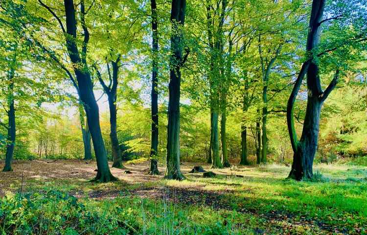 The wood lights up in the soft sunlight of autumn