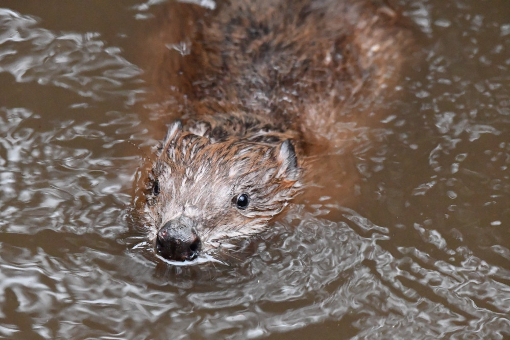 The first beaver leaves Cornish Seal Sanctuary. Hamish has found a new home. 