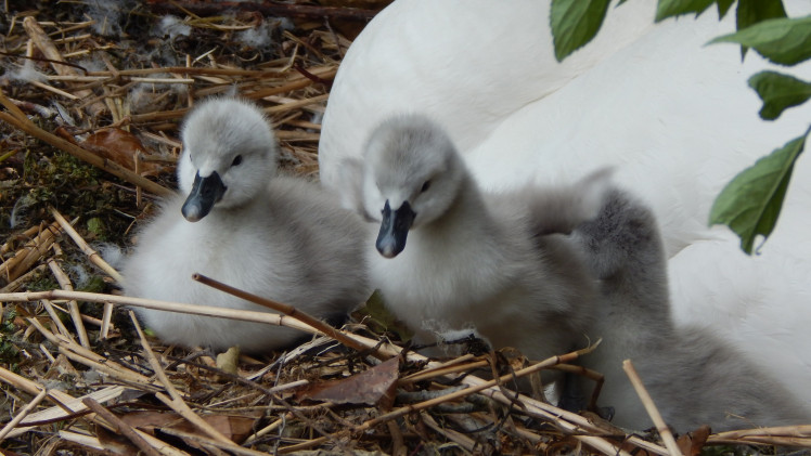 New arrivals at the Bishop's Palace. Photo: Bishop's Palace, Wells