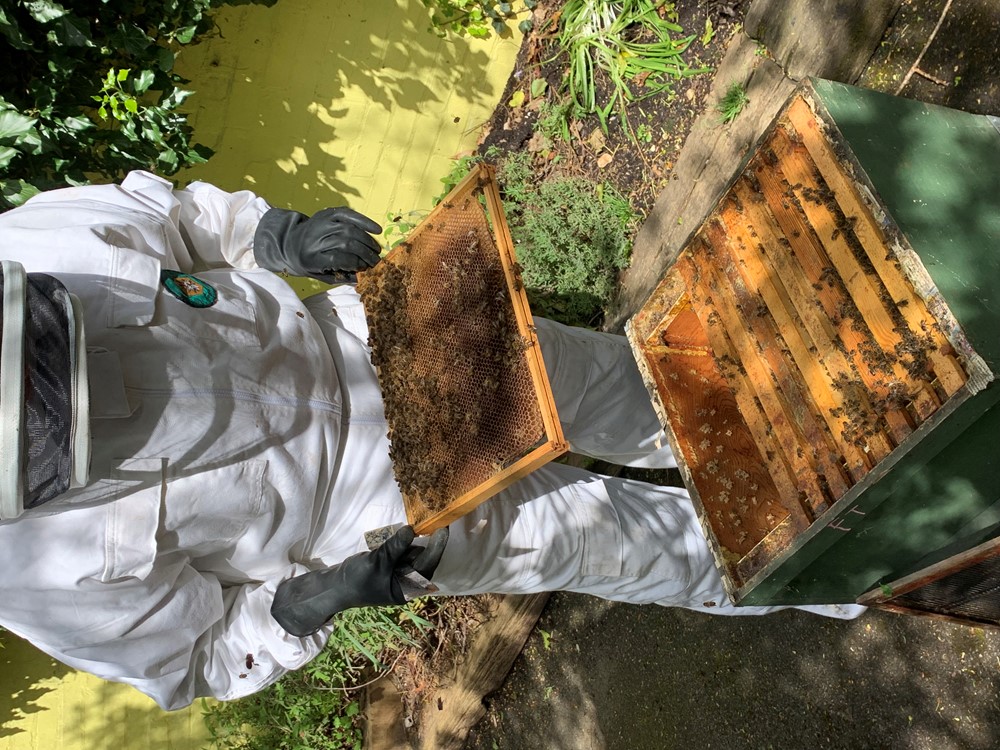 The new area will be home to Western honeybee hives and maintained by the LBKA team (credit: Battersea Park Children's Zoo)