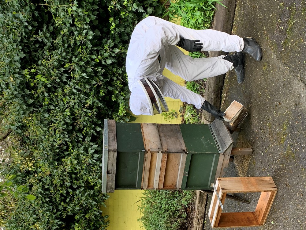 The hives can be found close to the Scottish wildcats enclosure (credit: Battersea Park Children's Zoo)