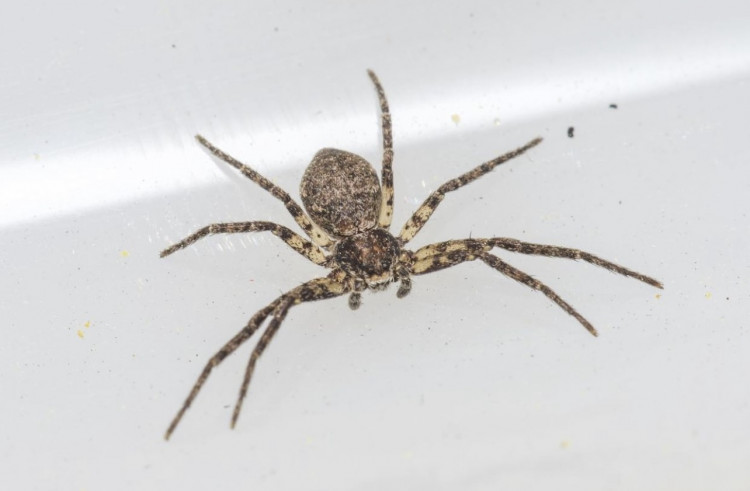 Philodromus buxi was believed to be extinct in Britain (Image: Julian Oliver)