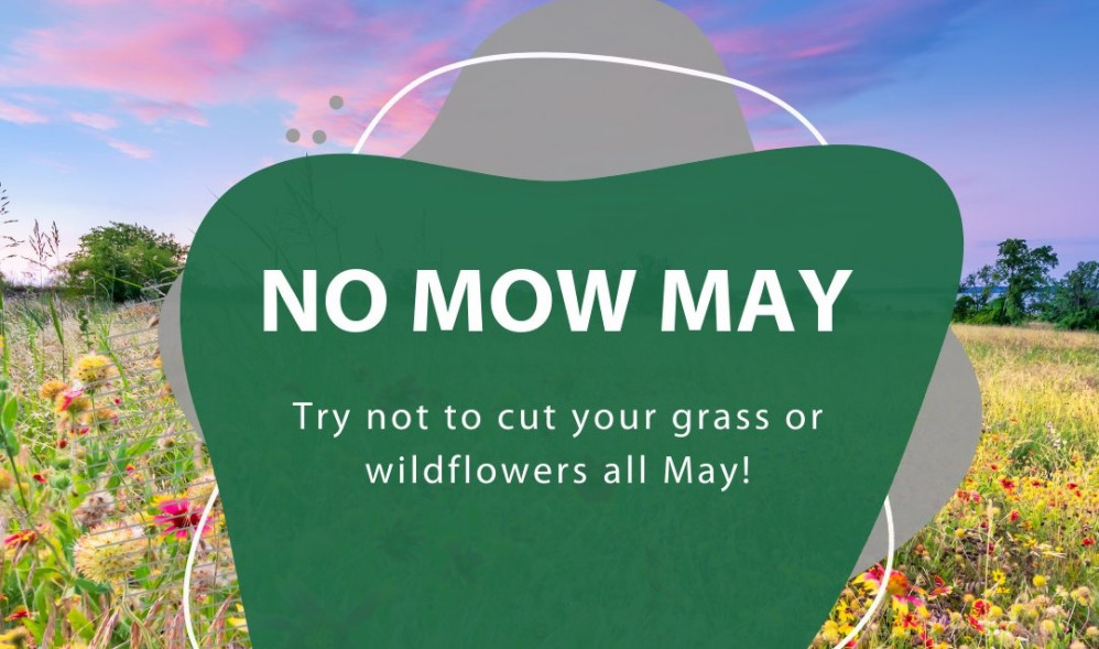 Plantlife's annual campaign encourages residents to not cut their grass or wildflowers.