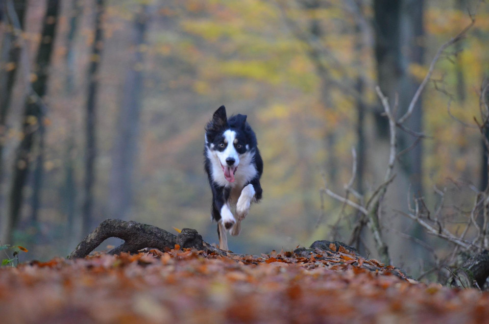 The dog roadshows will be visiting several towns across East Devon  