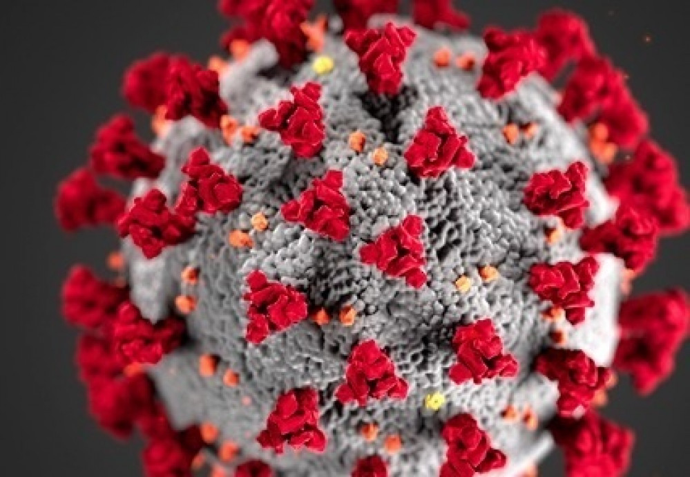 Coronavirus cell