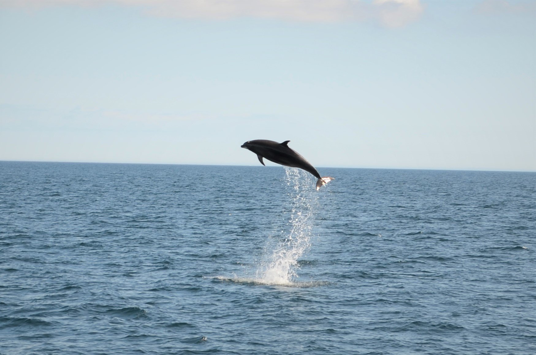 A pod of over 200 dolphins was recorded by AK Wildlife Cruises on Saturday. Credit: Georgia Bardua.