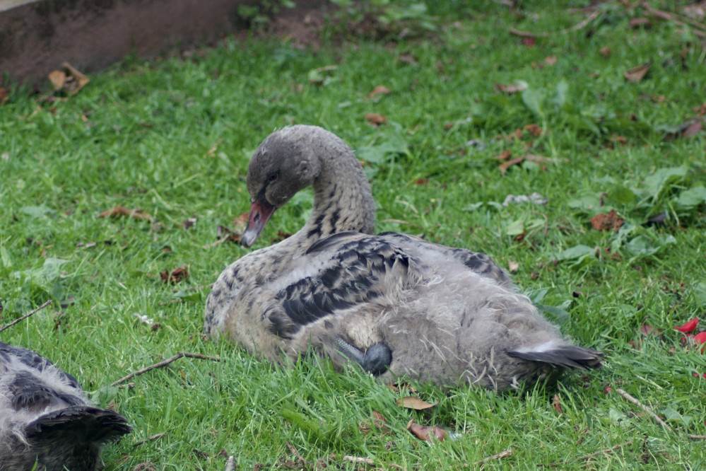 One of the cygnets on the grass next to the Brook (Nub News, Will Goddard)