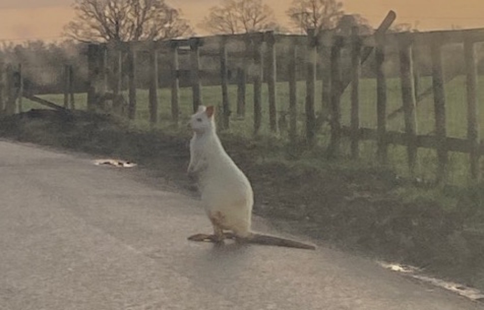 The wallaby was spotted by 13-year-old Harriet Billyeald on Rouncil Lane on her way to school (image supplied)