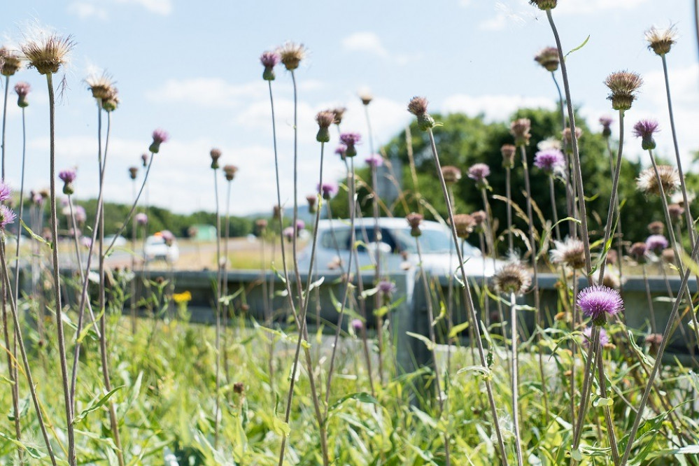 Caption: At Langford Lakes nature reserve next to the A36, 11 hectares of wetland habitat will be created and enhanced for birds of conservation concern © Paul Green / 2020 Vision 