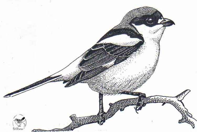 Line drawing of a woodchat shrike