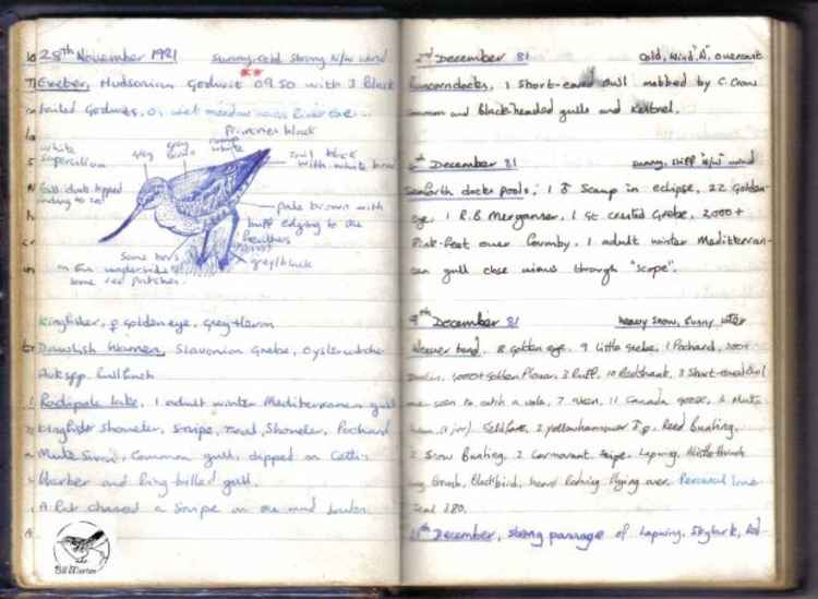 A birding notebook from 1981, with a sketch of a Hudsonian Godwit