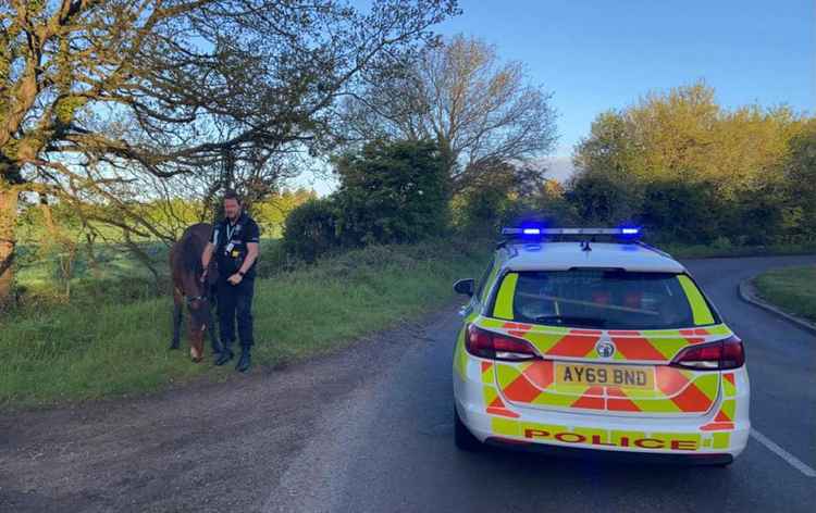 From four wheels to four legs  (picture credit: Suffolk police)