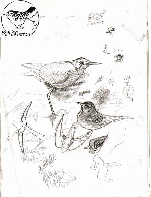 Some of Bill's pencil sketches Some of Bill's pencil sketches