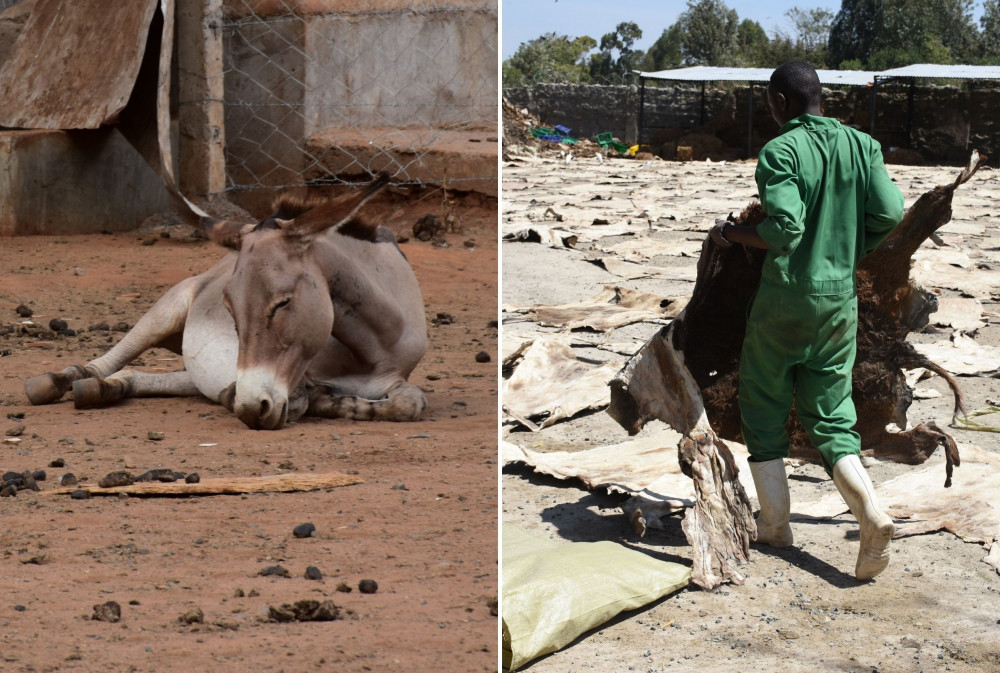 L: A donkey awaits slaughter at the Star Brilliant abattoir in Naivasha, Kenya (The Donkey Sanctuary). R: Donkey skins being laid out in the sun to dry at a slaughterhouse in Kenya (The Donkey Sanctuary)