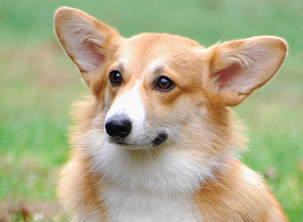 A Pembroke Welsh Corgi, which is a favourite dog of Her Majesty The Queen Elizabeth II. (Image - CC 3.0 Cropped Lily M bit.ly/3yGWLpa)