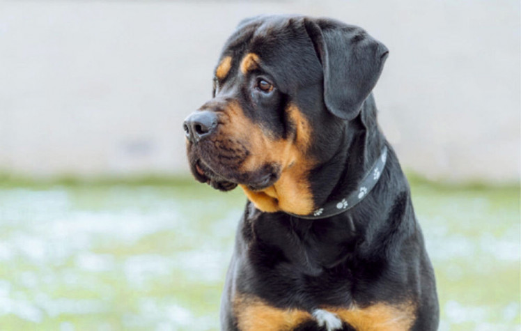 Frank is one of the animals currently seeking a new owner, who is currently under the care of RSPCA Macclesfield. (Image - RSPCA Macclesfield) 