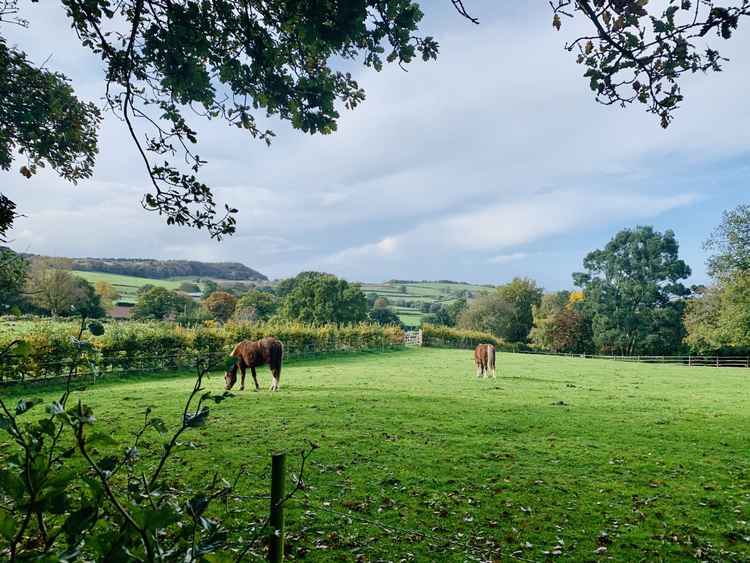 Along the wooded footpath