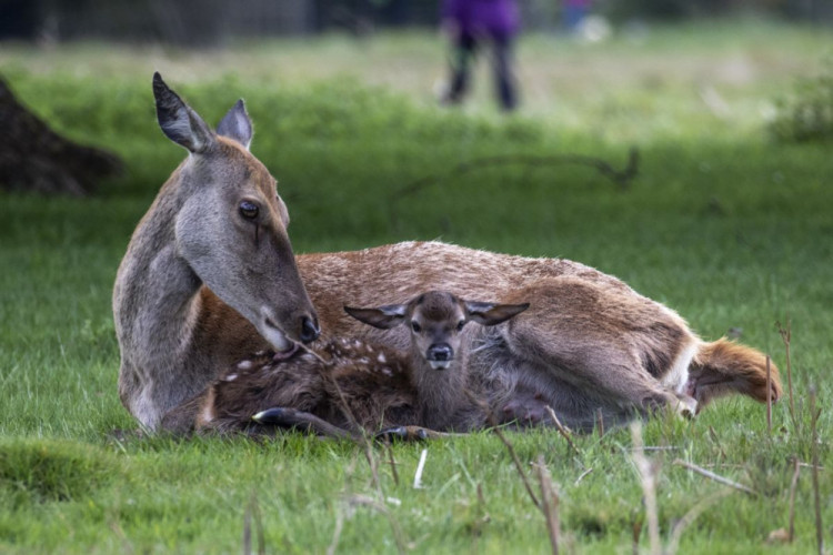 During the birth season for deer in Bushy Park dogs are required to be on leads at all times. (Photo: Bushy Park)