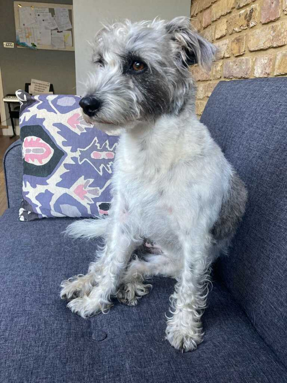 A terrier cross who went missing after a frightening collision with a car in Petersham has been found.