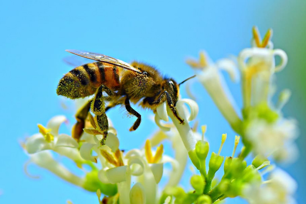 Kenilworth has officially been named as a Bee Friendly Town today by the Bee Friendly Trust