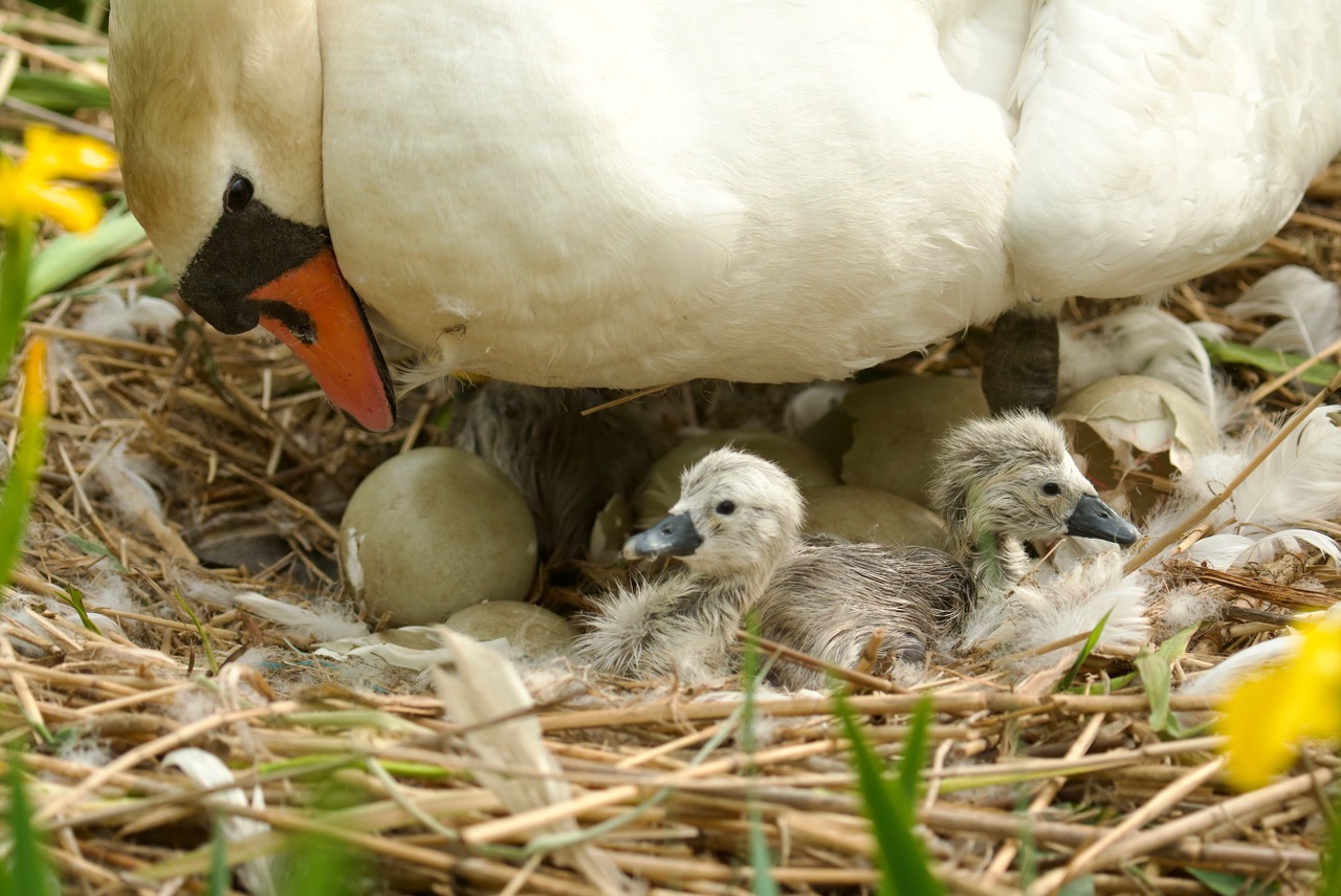  The first cygnets of 2022 at Abbotsbury Swannery