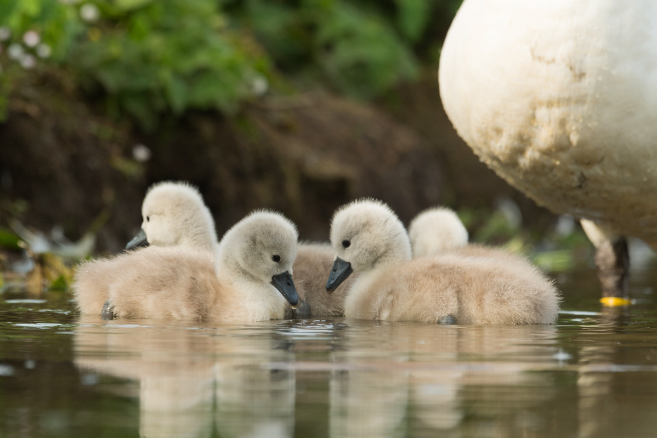 The first cygnets of 2022 at Abbotsbury Swannery