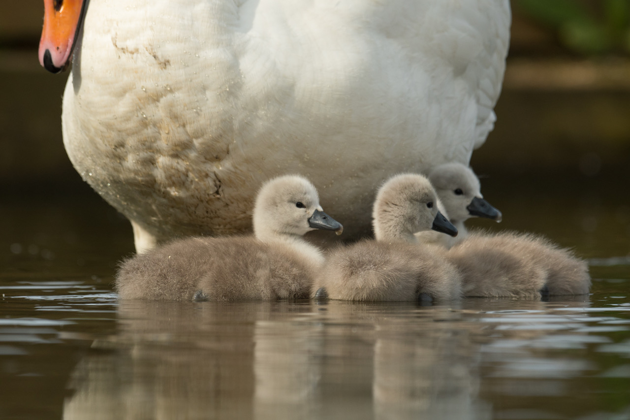 The first cygnets of 2022 at Abbotsbury Swannery