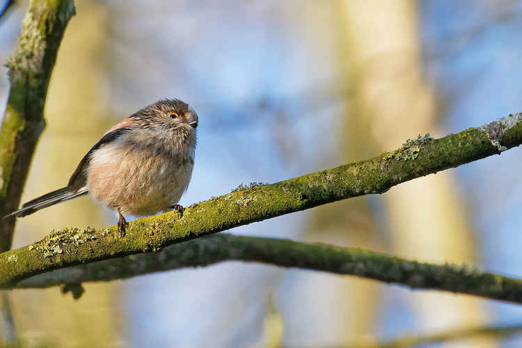 Hob Hey Wood's bird life