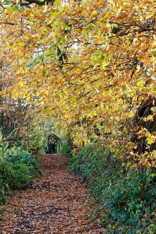 The golden corridors of autumn