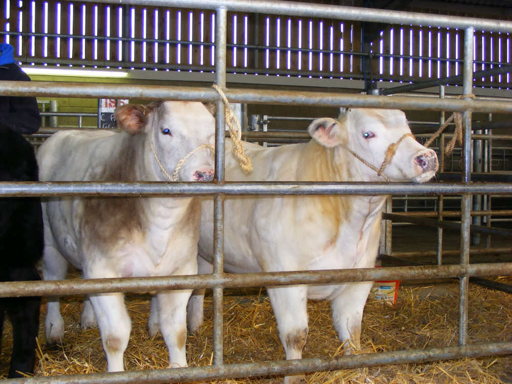 After two centuries of selling livestock, the Cowbridge market was demolished and is now used as a car park. (Image credit: Farmers' Union of Wales - FUW)