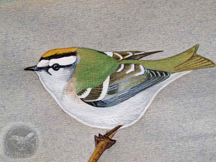 We talked about Bill's art in our article last week. Image of a Firecrest taken from Bill's art website, Hoodoocrow