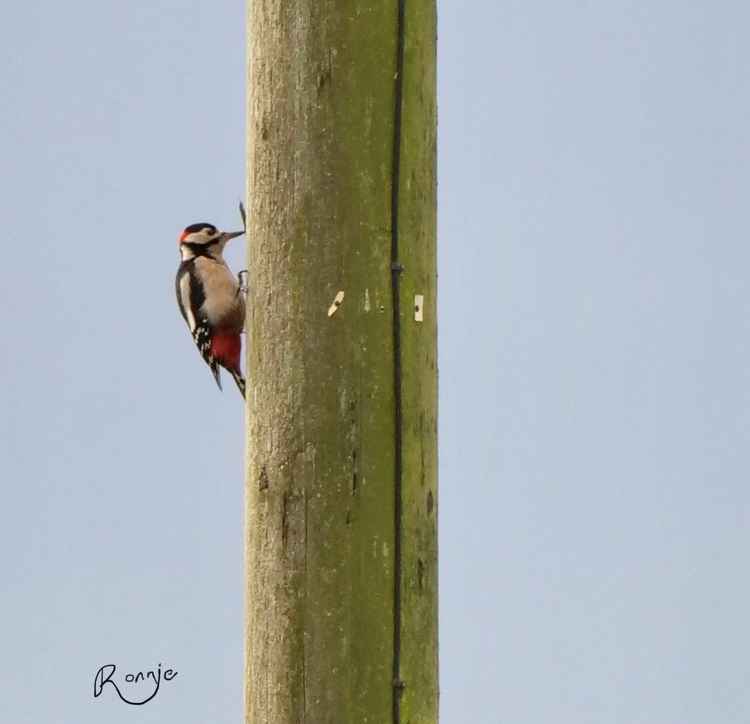 Great Spotted Woodpecker by Ron Brumby, taken from Frodsham Marsh Bird Blog