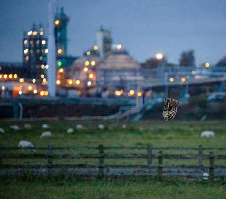 This eerie image of a Short-eared Owl was taken by Phil Barker (Frodsham Marsh Bird Blog)