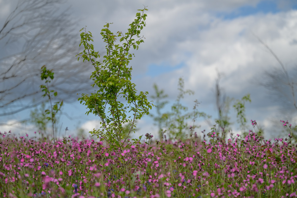 Red campions and bluebells surrounding planted in Cubbington, May 2022 (Image via HS2)