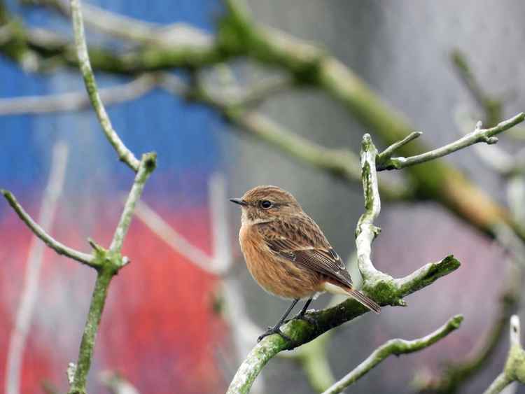 Stonechat by Paul Ralston, taken from Frodsham Marsh Bird Blog