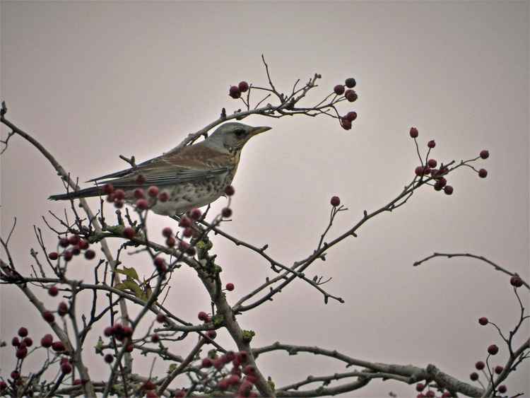 Fieldfare by Paul Ralston, taken from Frodsham Marsh Bird Blog