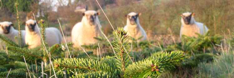 The Frodsham trees with their trusty Shropshire sheep