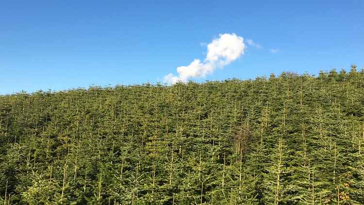 The trees have been growing for a decade in their Frodsham field