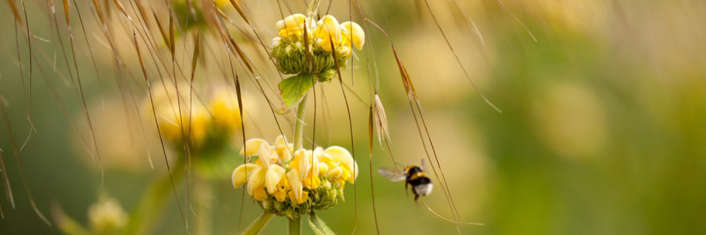 Honey Bees At Benslow