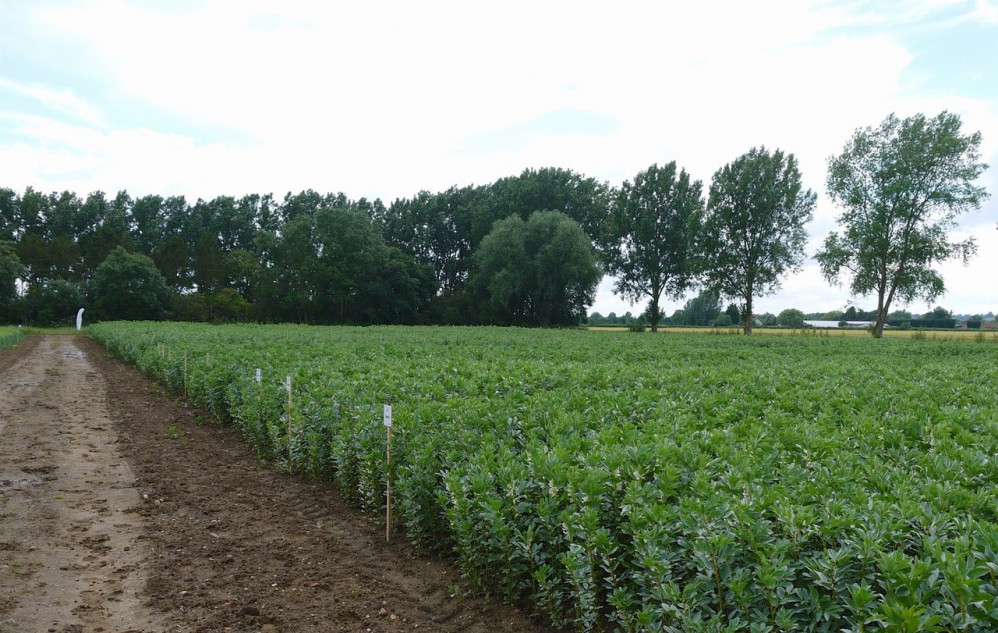 Pea and bean fields nearing the harvest (image courtesy of PGRO)