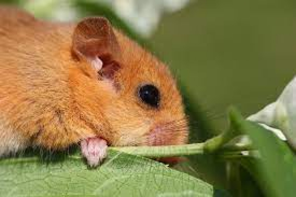 Hazel dormice protected species (Picture credit: Pixabay)