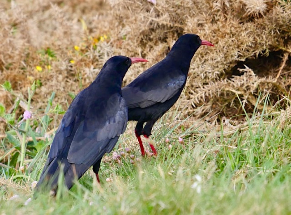 Guided Chough and Wildlife Walk of the Lizard.