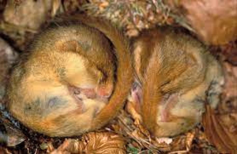 Nesting dormice (Picture credit: Pixabay)